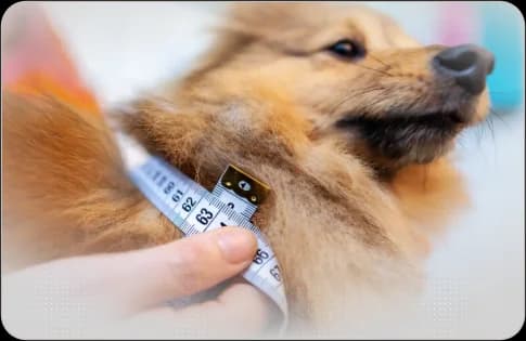 Consulta Inicial e Avaliação do Perfil do Pet